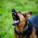 犬の狂犬病ワクチンについて